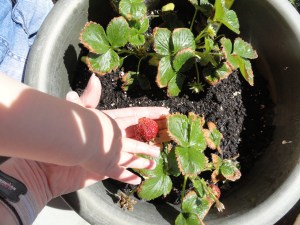 Lewis and Hannah mid-April 2012 021
