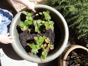 Lewis and Hannah mid-April 2012 024