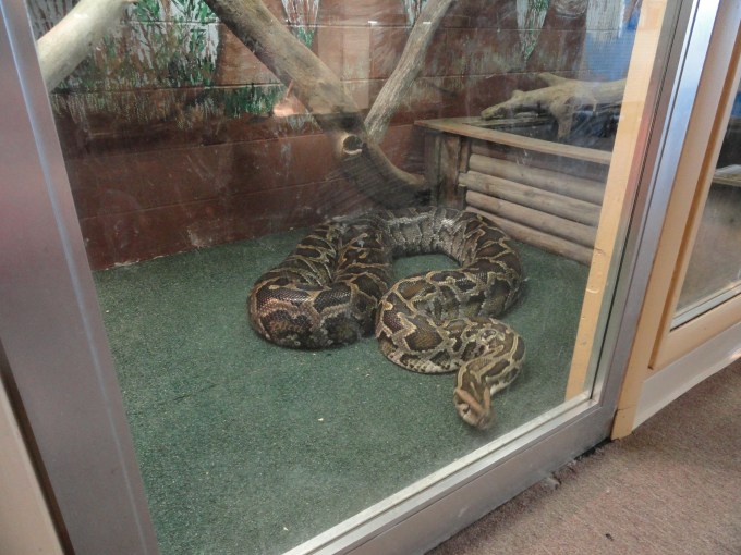 Big Python Snake!