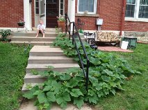 downpour and sunshine bring FRUIT! The Great Gardener grows...