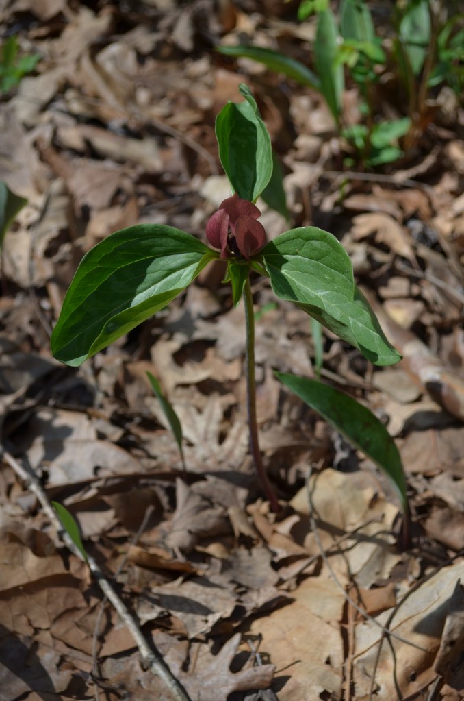 The Trillium Flower often used to explain the Trinity